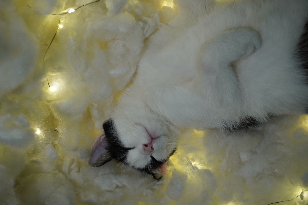 Кошка в добрые руки