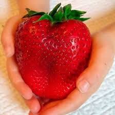 Предлагам Целогодишен расад ягуде и малини