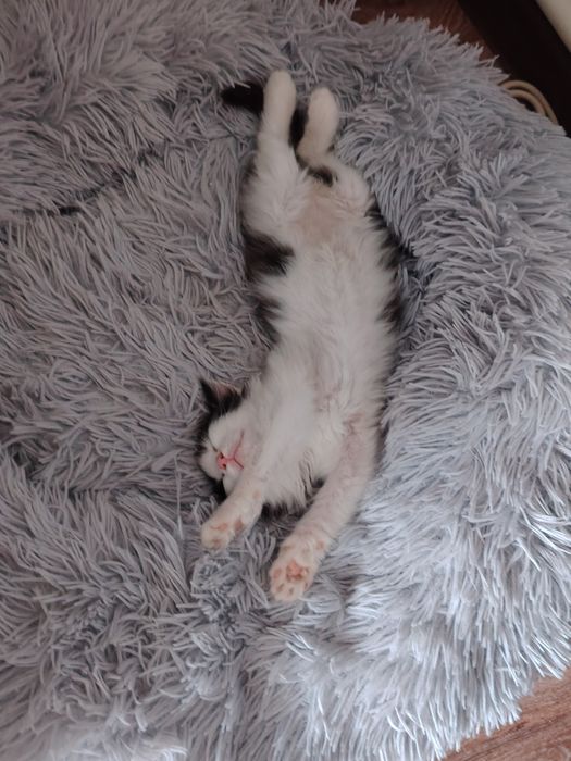 Отдам котёнка в добрые руки