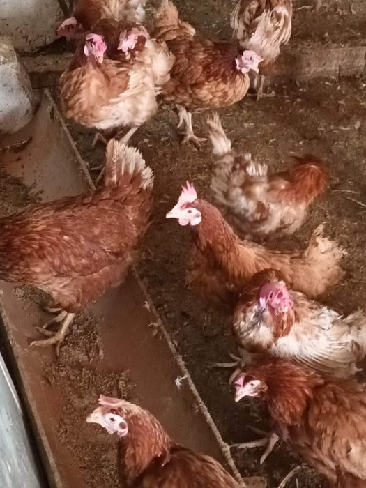 Gaini rosi ouatoare / Gaini de ouat de vanzare