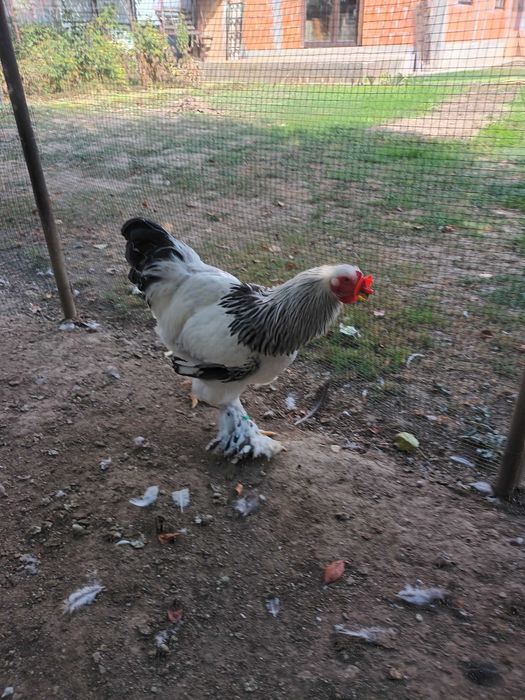 Brahma si cochinchina cocosi