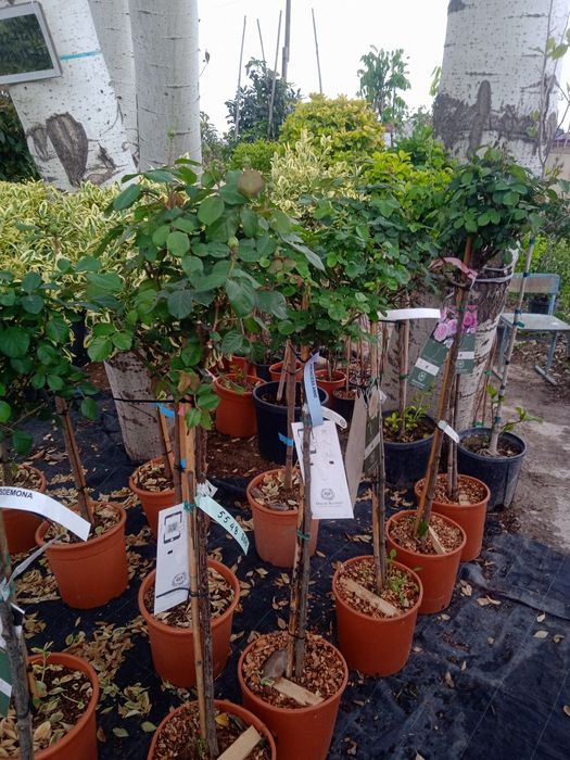 Landshaftni dizayner gazon xizmati