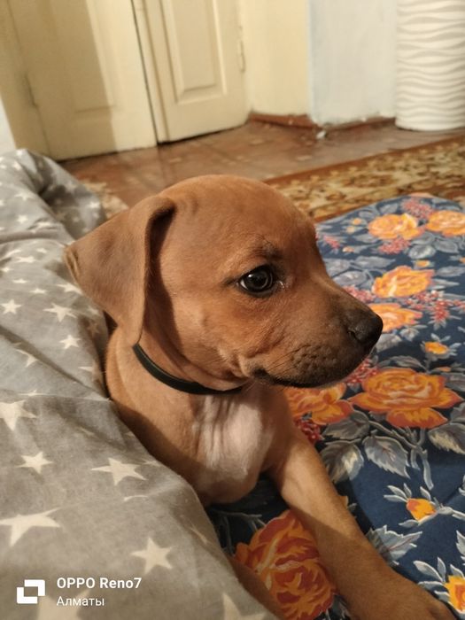 Щенок амстафф 3 мецяса прививки  есть