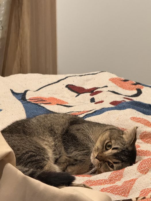 Котенок в хорошие руки