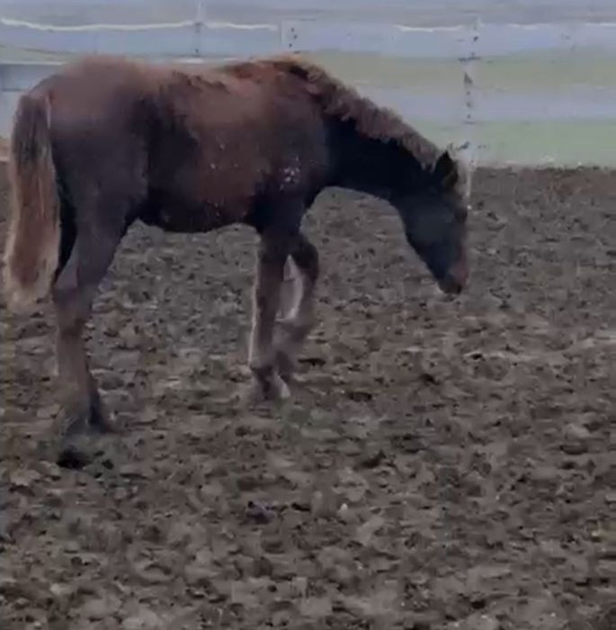 Продаются лошади