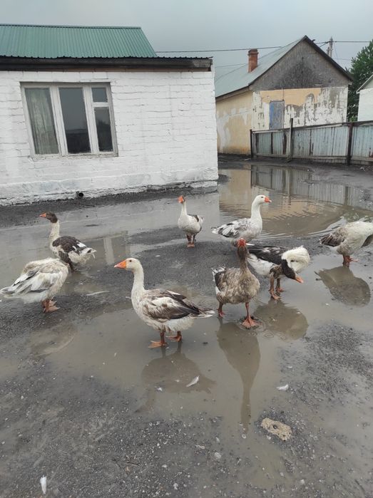 Үй қаздарын сатам, продам дом гусей