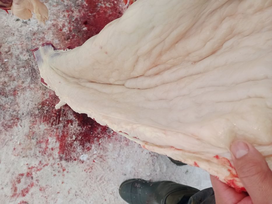 Продам соғым .Жылқы сатылады