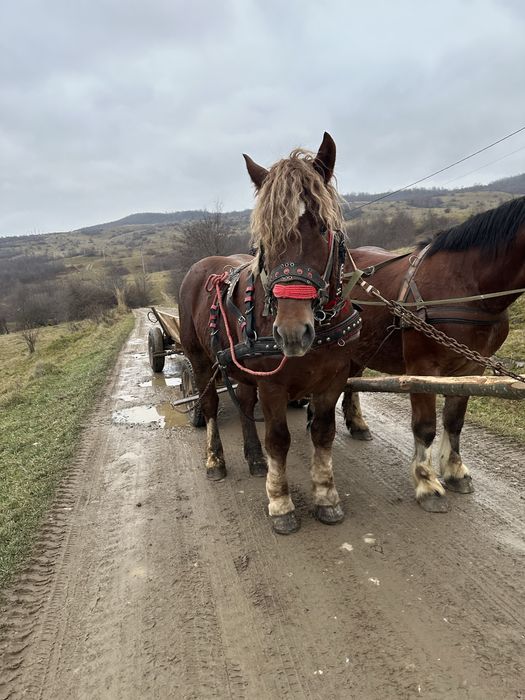Vand armasar 2 ani jumate