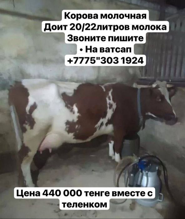 Продажи каровушка + телёнок высокий Уудоям хорошая‘’’
