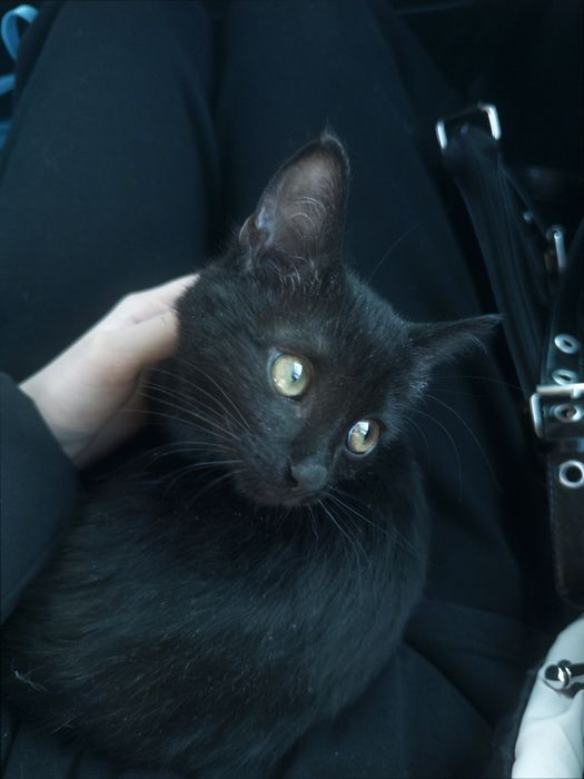 Отдам котенка в добрые руки