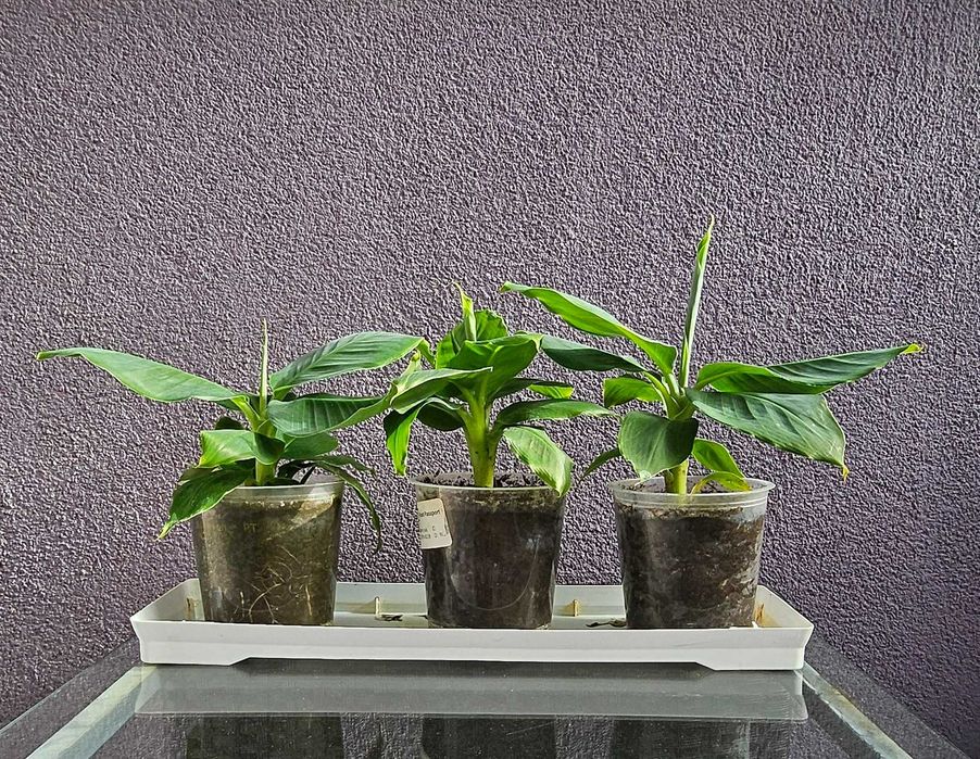 Бананови палми / антуриум