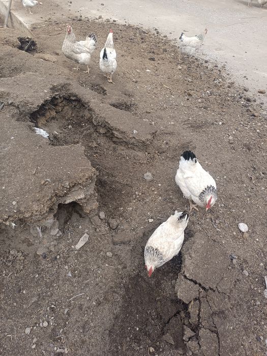 Адлер тауык кораздар