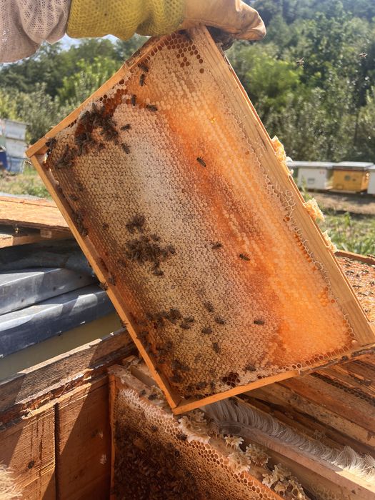 Miere de mana/poliflora/salcam/tei/zmeur