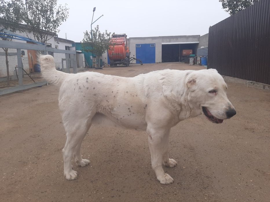 САО щенки продётся