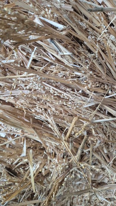 Продавам Бали просо !