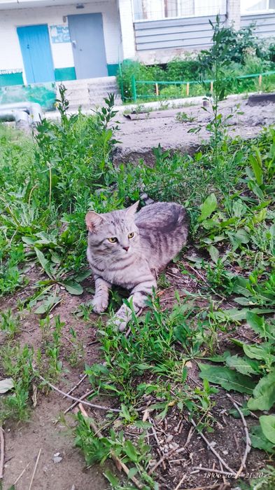 Отдам даром кота
