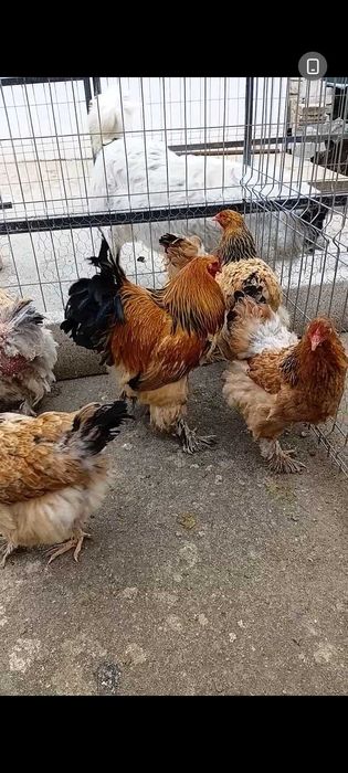 Brahma cocosi si gaini