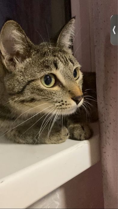 Отдам добрый руки