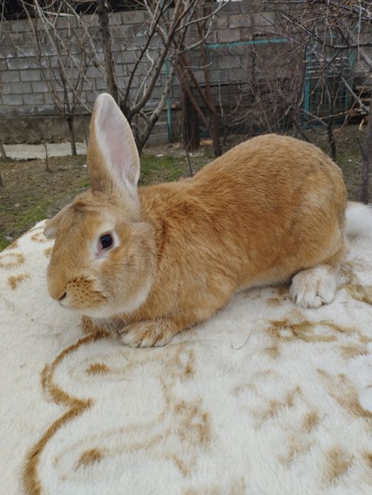 Продается кролик