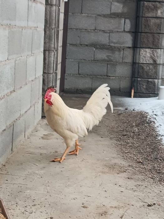Петух породы Леггорн