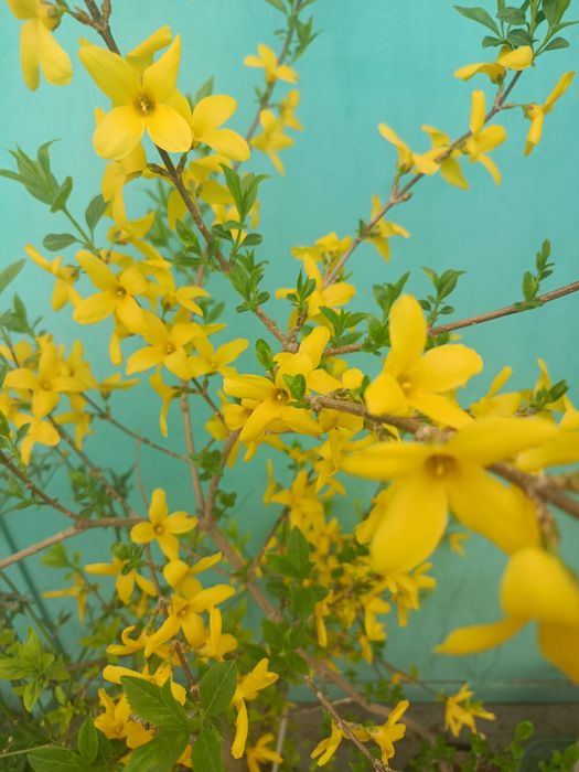 Кустарники разные