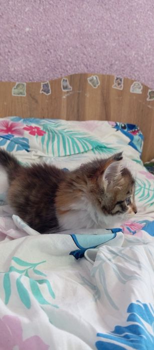 Котенок девочка Папа Мейн кун