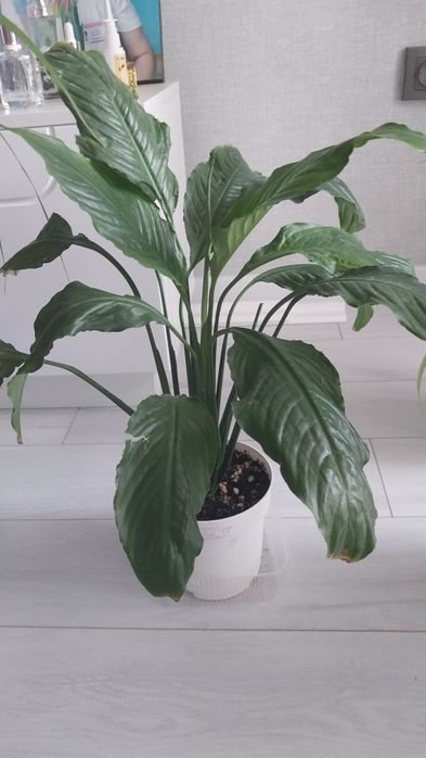 Продам комнатные  цветы.