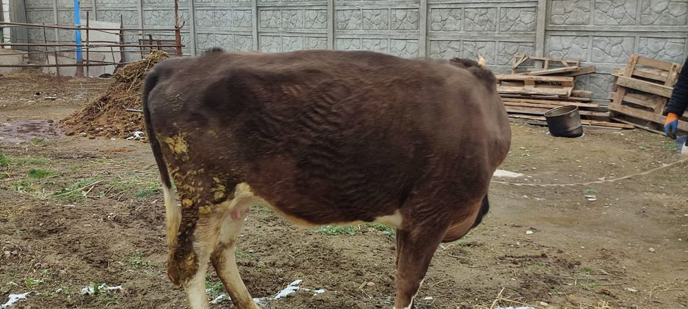 Корова продаётся