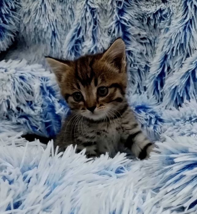 Отдам двух котиков.