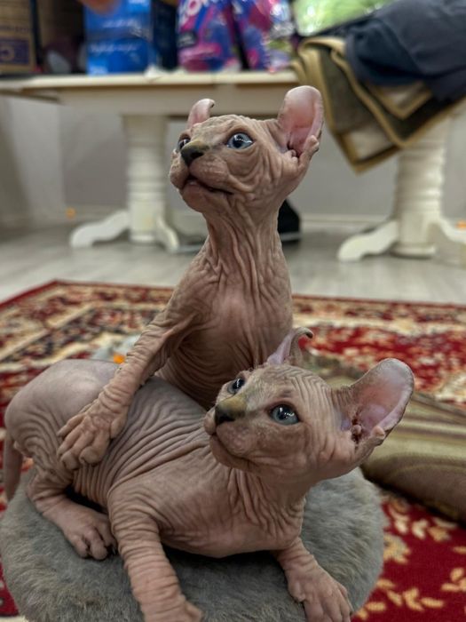 Продажа котят Сфинкс Эльф