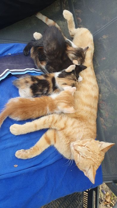 5 suflețele mici de pisici își caută stapani buni 
Avem 5 puiuți de pisică de aproximativ
