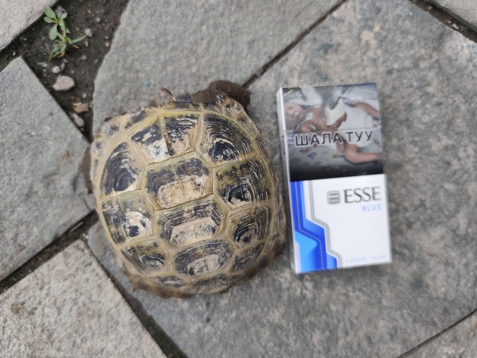 Сухопутная черепашка