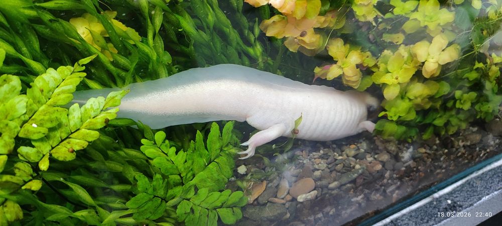 Аксалотль ( белый мальчи, серая девочка.)