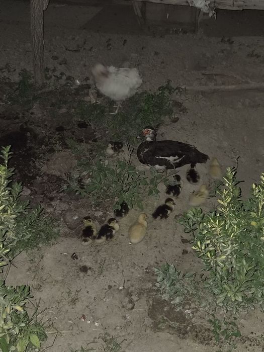 Indautka 11 ta jo'jalari bor 1 oylik bo'ldi sog'lom