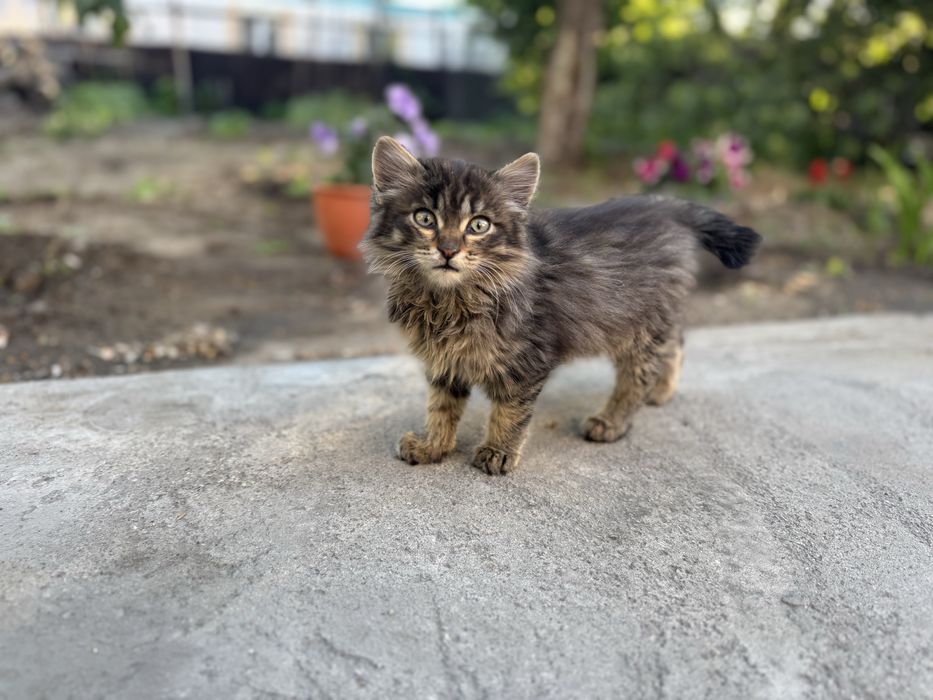 Отдам котенка в добрые руки (девочка)