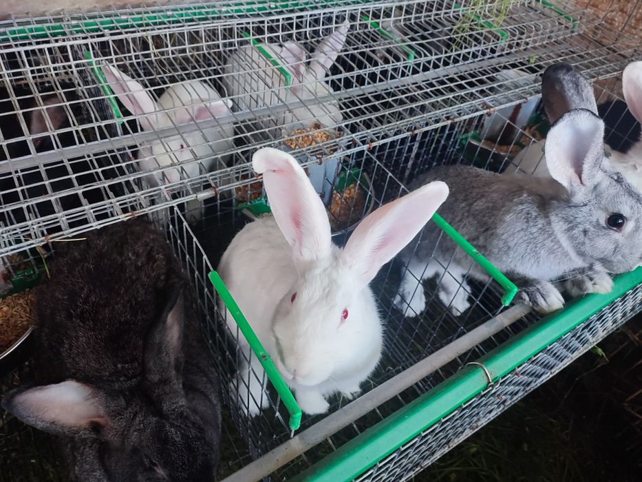 Vând iepuri diferite vârste