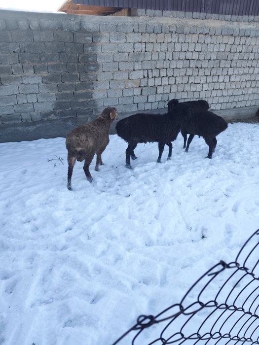 Койлар мен кошкарлар