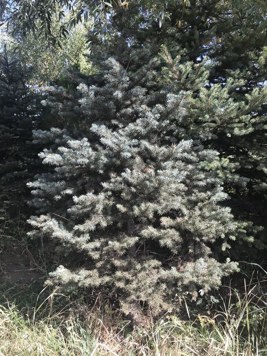 продам ели .можжевельники