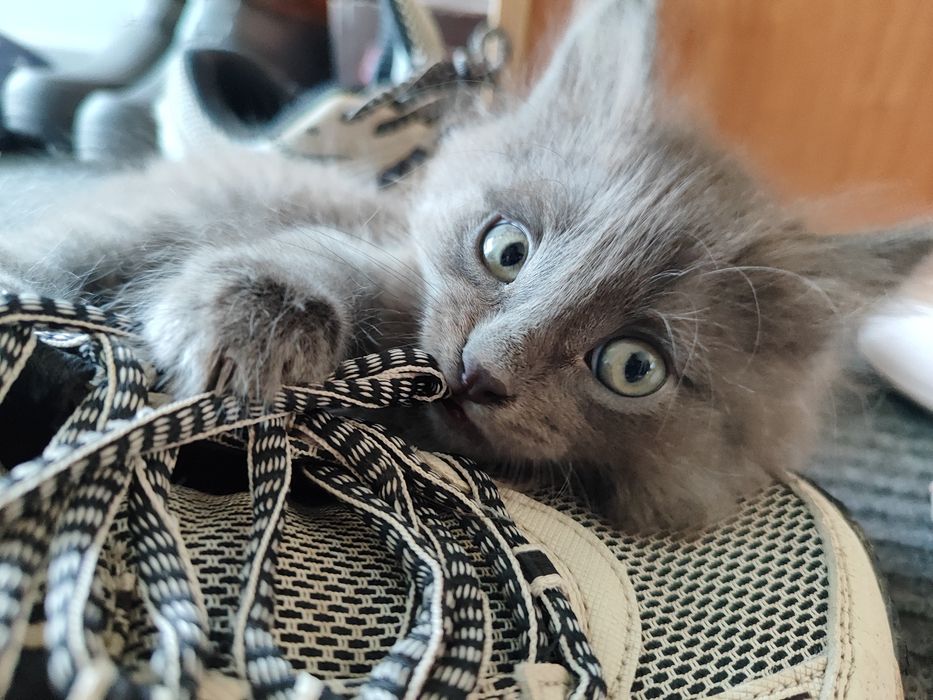 отдадим котенка в добрые руки