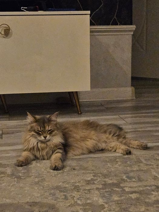 Отдаётся в добрые руки девочка