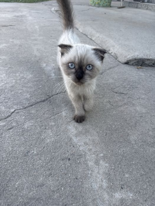 Котенок в добрые руки