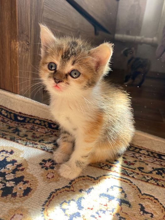 Котята бесплатно