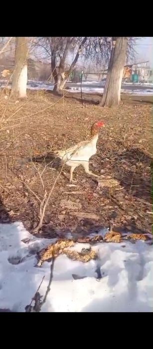 Срочно продам курицу