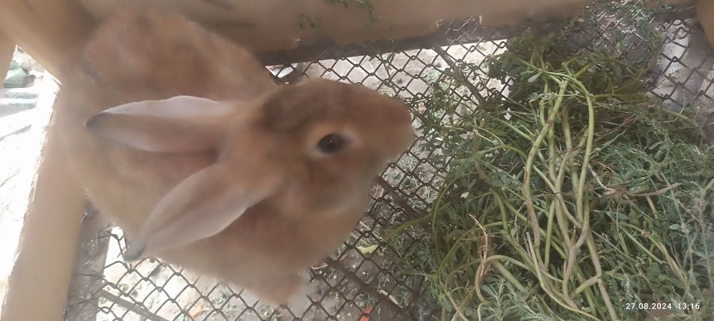 Куйонлар сотилади