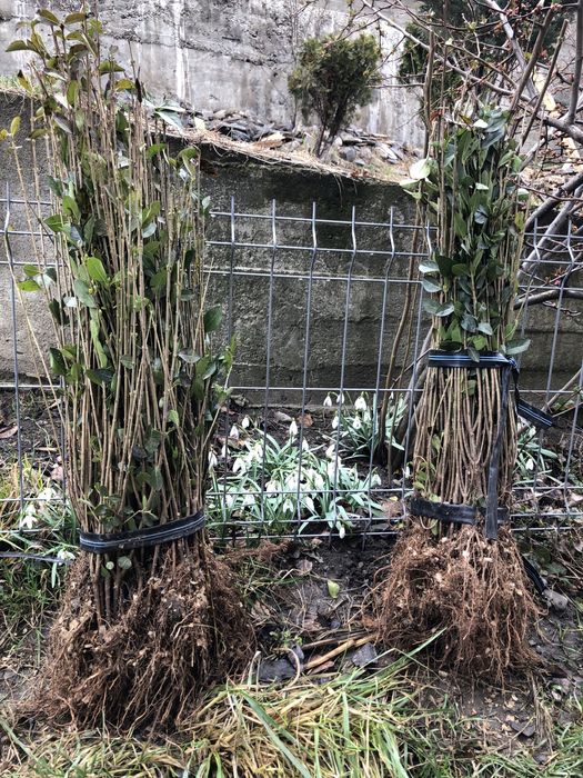 Gard Viu / Lemn Cainesc