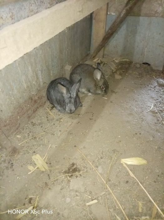 Крольчта молодые