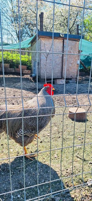 De vânzare cocoș playmouth rock