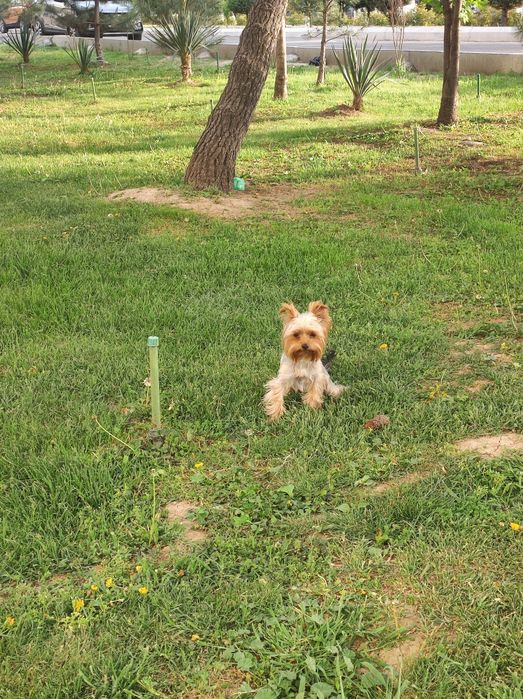 Лакки ищет невесту!