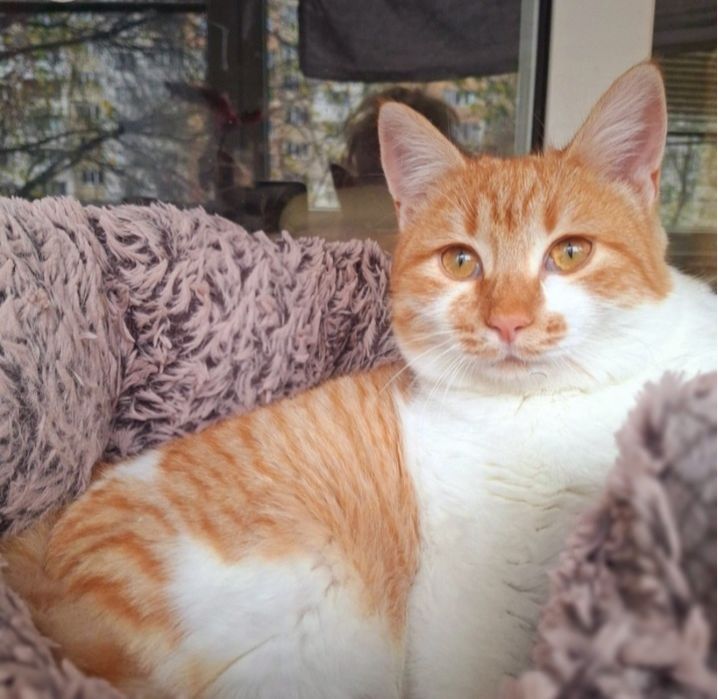 Мъжко коте на 7 месеца  търси своя дом