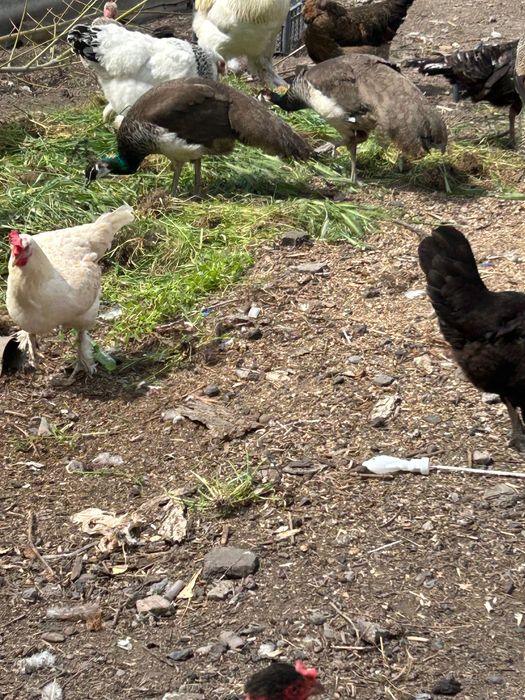 Цветной павлин сатылады